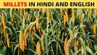 Millets in Hindi and English