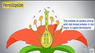 SEXUAL REPRODUCTION IN PLANTS