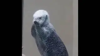 Checking Sea Otter temperature