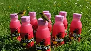 Nektarin, Pakan harian untuk konin, sogon, pleci dan burung sejenisnya #nektarsogon #nektar 