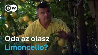 Óriási károk az Amalfi-part citromültetvényein: gombafertőzés pusztít Dél-Olaszországban
