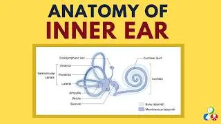Anatomy of Inner Ear