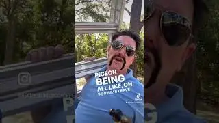 Magpie swooping season has begun #funny #comedy #straya