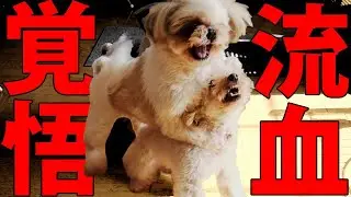 突然犬の喧嘩がはじまりました【本気】