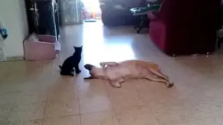 dog&cat