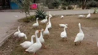 Ducks  farming | village life vlog || was de dere