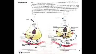 Autonomic Drugs (Cholinergic & Adrenergic Transmission) Explained (In Hindi Podcast) #medicalpodcast