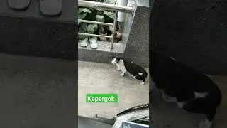 cyee lagi ngapain cyee..