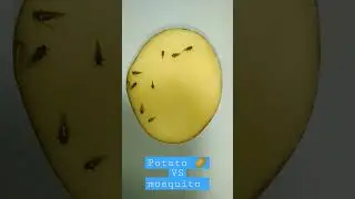 Potato vs Mosquito Timelapse #shorts #ytshorts