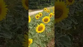 Sunflower Fields on a Cloudy Day