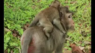 The Baby Vikki Monkey Screamed Cross With Viola ,The Monkey Violet Carry Her Baby And Comfort