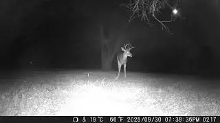 Archive Files of Trail Camera Compilation 20251001 G