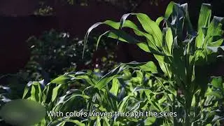 Nature Knows the Way - A Song on Amazing Nature