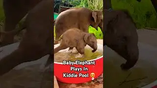 Baby Elephant Dashes Into Pool Tub for Joyful Splash