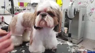 Coupe pantalon sur shih tzu