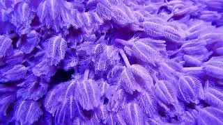 Pulsating Wonders: Exploring the Enchanting World of Xenia Coral