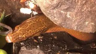 Amazing Hook Eel Fishing video,Traditional Hook Fishing,Catch Eels From Hole Using hook 2021