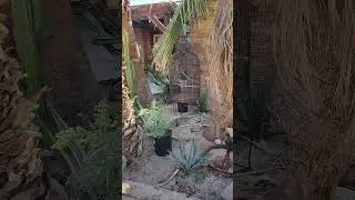 Cute restaurant in the desert near Joshua Tree #foodie #restaurant #restaurantreview #desert