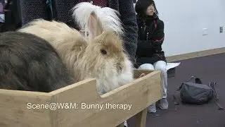 Scene@W&M: Bunny therapy