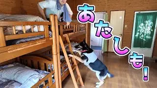 初めて２段ベッドを見た愛犬が、まさかの挑戦を始めましたw【ジャーマンシェパード】