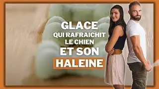 Glace pour chien, qui rafraîchit aussi son haleine !