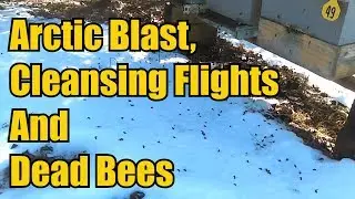 Arctic Blast, Cleansing Flights and Dead Bees