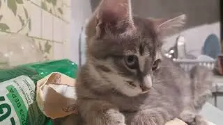 Новогодний котэ 26 декабря 2025 