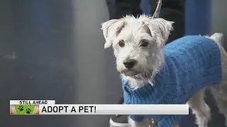 Adopt-A-Pet: Young at Heart Senior Pet Adoptions