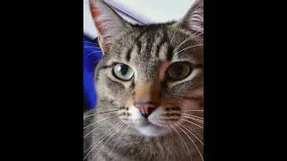 кот патриот #cat
