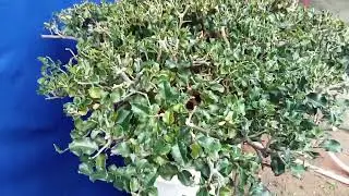 M831 gl c&acirc;y qu&yacute;t rừng 1000k LH 0707713796 Khương bonsai 