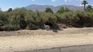 2 Abandoned Hound Dog Puppies and A Doberman Mix Rescued