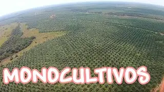 MONOCULTIVOS y su impacto AMBIENTAL 🧐🌿🌎