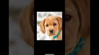 #usa #dog #animals #instagram #tiktok #8k #indonesia #shorts #animals #viralshorts2023 #lovecats