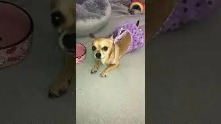 Mama bought rhumba panties for the pup! #neverforgetyou #chihuahuafanclub