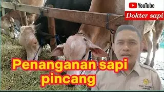 Penyebab Kaki Pincang pada sapi dan cara mengatasi nya
