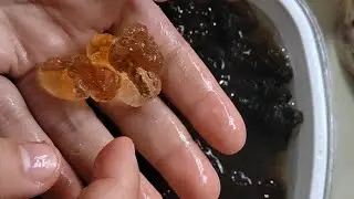 桃の樹液 ｜ Peach gum ｜ 桃胶