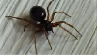 Vorai ne&scaron;antys laimę: Piniginis voras (Linyphiidae)