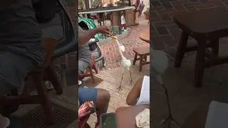 Hand Feeding IBIS 🦩TURKEY