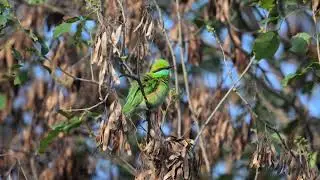 Asian Green Bee-eater: Nature&rsquo;s Most Dazzling Hunter!