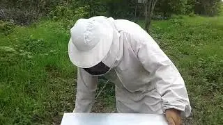 Como incentivar as abelhas a puxarem cera na melgueira