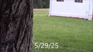 2025 Groundhog Hunts