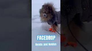 Как мои собаки реагируют на снег #шорты #смешно #мило #пушистые #ролики #снег