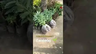 Eucalyptus plant 🌱💸 #prempalnursery #eucalyptus