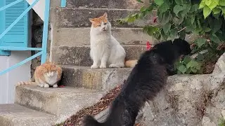 More cat family fun on the rockery