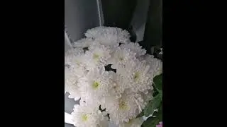 ЖИВЫЕ ЦВЕТЫ  В МАГАЗИНЕ ОДЕЖДЫ ИП АРСЕНЬЕВА, КАЛУЖСКАЯ ОБЛ, ДЗЕРЖИНСКИЙ РАЙОН, Д. ЖИЛЕТОВО 15.01.23