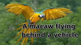 A macaw follows a vehicle and returns to its owner at the sound of a whistle.#parrots