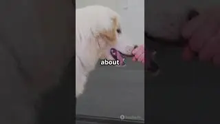 Do Dogs Hold Grudges? 🐶