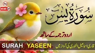 Surah Yaseen Urdu & Hindi Translation | Spiritual Tilawat by Qari Ismail Al Nouri | Episode 340