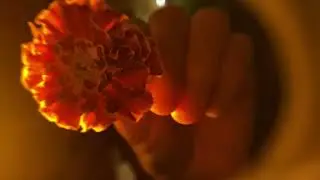 Marigold & Golden Light | ASMR, Sound Healing, Reiki, Humming | Pampering your lovely face 🌼
