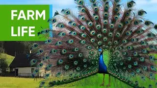 A Peaceful Farm Scene &ndash; Animals and Nature Sounds